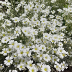 Многолетники для сада. Мята с разными ароматами, карликовые ирисы, почвопокровники и другие растения