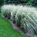 Многолетники для сада. Мята с разными ароматами, карликовые ирисы, почвопокровники и другие растения