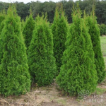 Шикарные туи