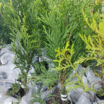 Туи Смарагд. Без ТР Туи Смарагд. Без ТР