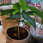 Авокадо укорененное