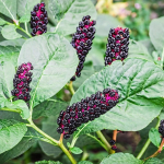 Многолетники для сада. Мята с разными ароматами, карликовые ирисы, почвопокровники и другие растения