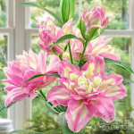 ОСТРОВ ЦВЕТОВ. Луковичные