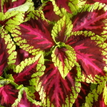 Есть все!!! Избранное.