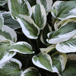 Многолетники для сада. Мята с разными ароматами, карликовые ирисы, почвопокровники и другие растения