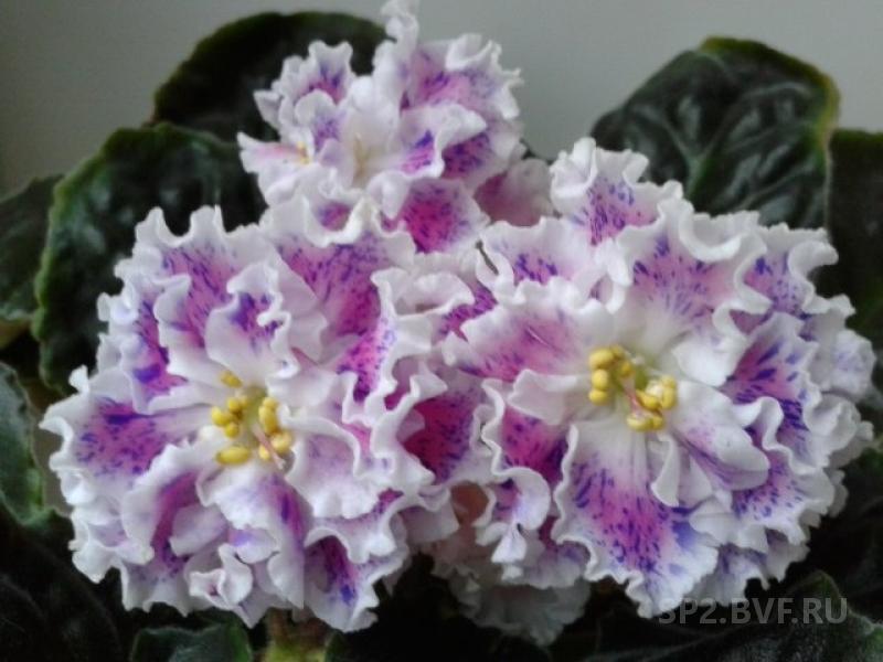 Фиалка Суламифь Фото И Описание – Telegraph