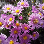 Комнатные растения и садовые цветы из частной коллекции.