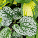 Многолетники для сада. Мята с разными ароматами, карликовые ирисы, почвопокровники и другие растения