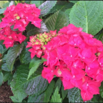 Комнатные растения и садовые цветы из частной коллекции.