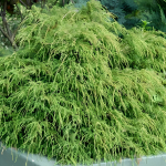 Хвойные растения от проверенного поставщика.