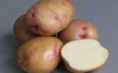 Семенной картофель. (выкуп №4)
