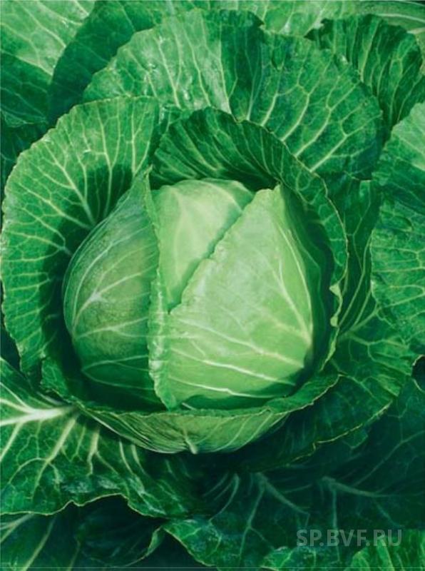 Капуста московская поздняя. Названия сортокапусты. Разновидность капусты фото с названием сорта. Пекинская брюссельская кольраби капусты. Московская белокочанная капуста.