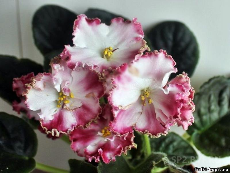 фиалка часики. фиалки сорт ко часики. фиалка ко часики 5. дуновение фиалка. фиалки сорт ко часики.