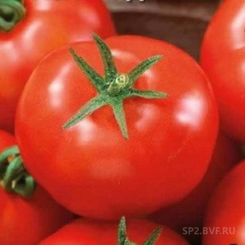 Сорт томатов краса сибири. Краса Загора томат. Томат Краса грядки. Томат кадриль. Семена томат кадриль f1.