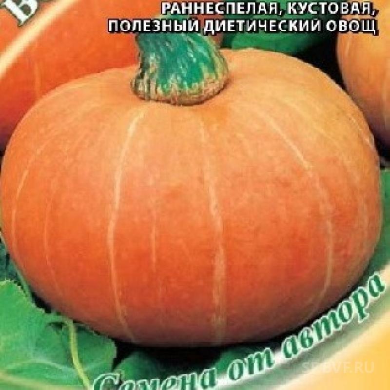 тыква веселые ребята. тыква сорт детвора. тыква кустовая золотая. тыква сорт веселые ребята. тыква грибовская кустовая.