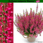 Верески и эрики от компании Колорлайн Верески и эрики от компании Колорлайн