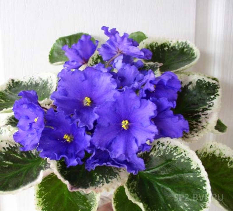 фиалка шифон. фиалка шифон. фиалка ек абрикосовый шифон. фиалка ек голубой шифон. фиалка шифон.