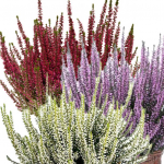 Верески и эрики от компании Колорлайн Верески и эрики от компании Колорлайн