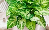 Зеленый подоконник - комнатные растения из частной коллекции. - Новинки! (выкуп №18)