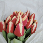 Луковицы тюльпана. Только микс. Количество ограниченно! Луковицы тюльпана. Только микс. Количество ограниченно!
