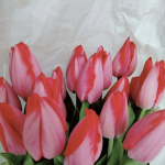 Луковицы тюльпана. Только микс. Количество ограниченно! Луковицы тюльпана. Только микс. Количество ограниченно!