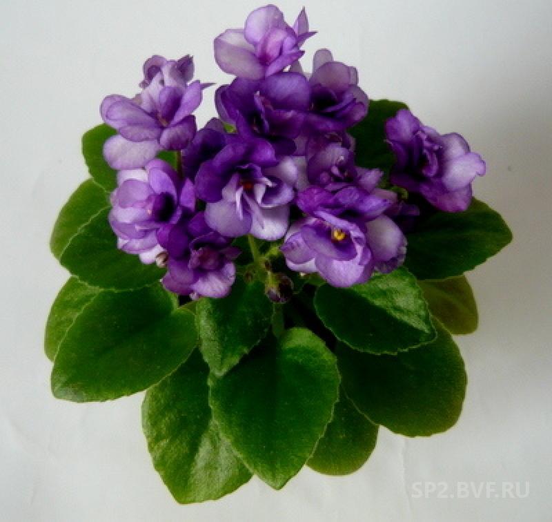 фиалка полярная ночь. фиалка ск полярная ночь. фиалка полярная ночь. фиалка пт полярная ночь. фиалка ск полярная ночь.