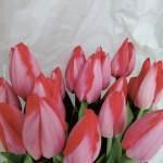 Луковицы тюльпана. Только микс. Количество ограниченно! Луковицы тюльпана. Только микс. Количество ограниченно!