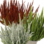 Верески и эрики от компании Колорлайн Верески и эрики от компании Колорлайн