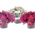 Верески и эрики от компании Колорлайн Верески и эрики от компании Колорлайн