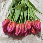 Луковицы тюльпана. Только микс. Количество ограниченно! Луковицы тюльпана. Только микс. Количество ограниченно!