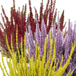 Верески и эрики от компании Колорлайн Верески и эрики от компании Колорлайн