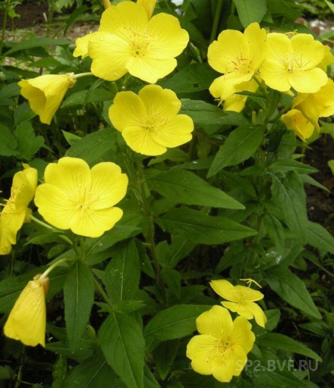 Желтенькие цветочки многолетник название фото