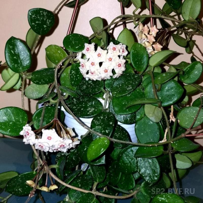 Купить Хойю На Авито