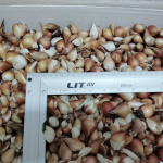 Луковицы тюльпана. Только микс. Количество ограниченно! Луковицы тюльпана. Только микс. Количество ограниченно!