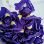 Луковицы тюльпана. Только микс. Количество ограниченно! Луковицы тюльпана. Только микс. Количество ограниченно!