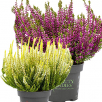 Верески и эрики от компании Колорлайн Верески и эрики от компании Колорлайн