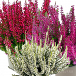 Верески и эрики от компании Колорлайн Верески и эрики от компании Колорлайн