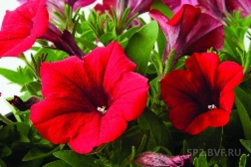 Surfinia deep red фото