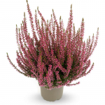 Верески и эрики от компании Колорлайн Верески и эрики от компании Колорлайн