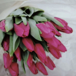 Луковицы тюльпана. Только микс. Количество ограниченно! Луковицы тюльпана. Только микс. Количество ограниченно!