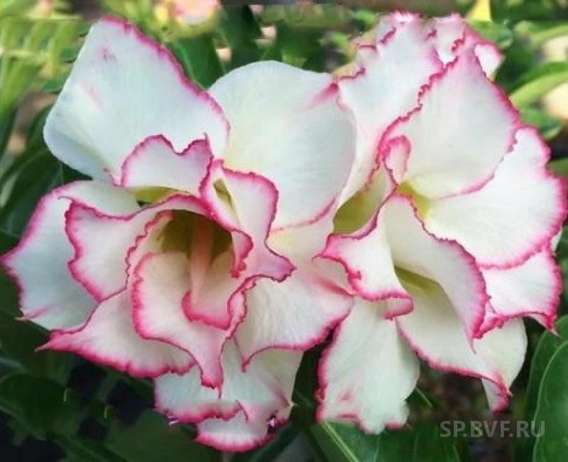 Адениум хамелеон. Адениум King Chameleon. Adenium Obesum Double Flower. Adenium Obesum Double Flower DMC. Адениум желтый хамелеон.