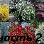 Многолетние цветы(часть2): гейхеры,гортензии,молодило,декаративные кусты,хвойники,хосты.