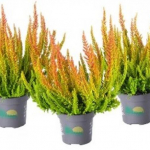 Верески и эрики от компании Колорлайн Верески и эрики от компании Колорлайн