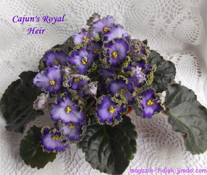 Фиалка cajun s royal jewels фото и описание